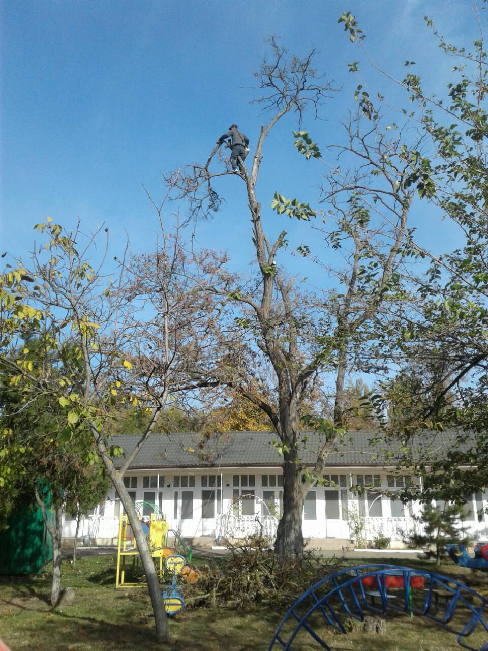 Спилить дерево любой сложности в Одессе