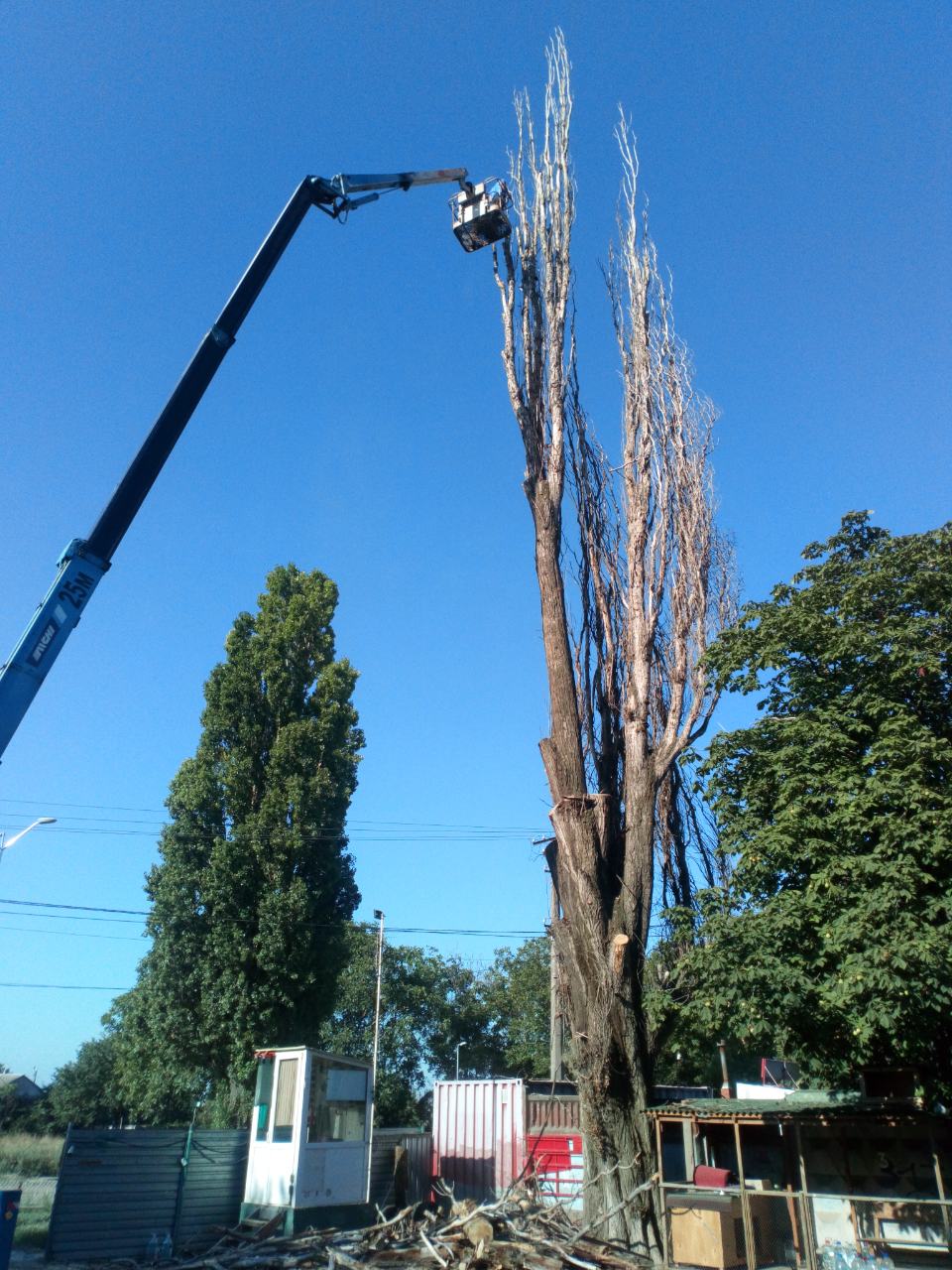 Спилить дерево любой сложности в Одессе